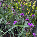 Tradescantia 'JS®Brainstorm' (stálezelená, zahradní)