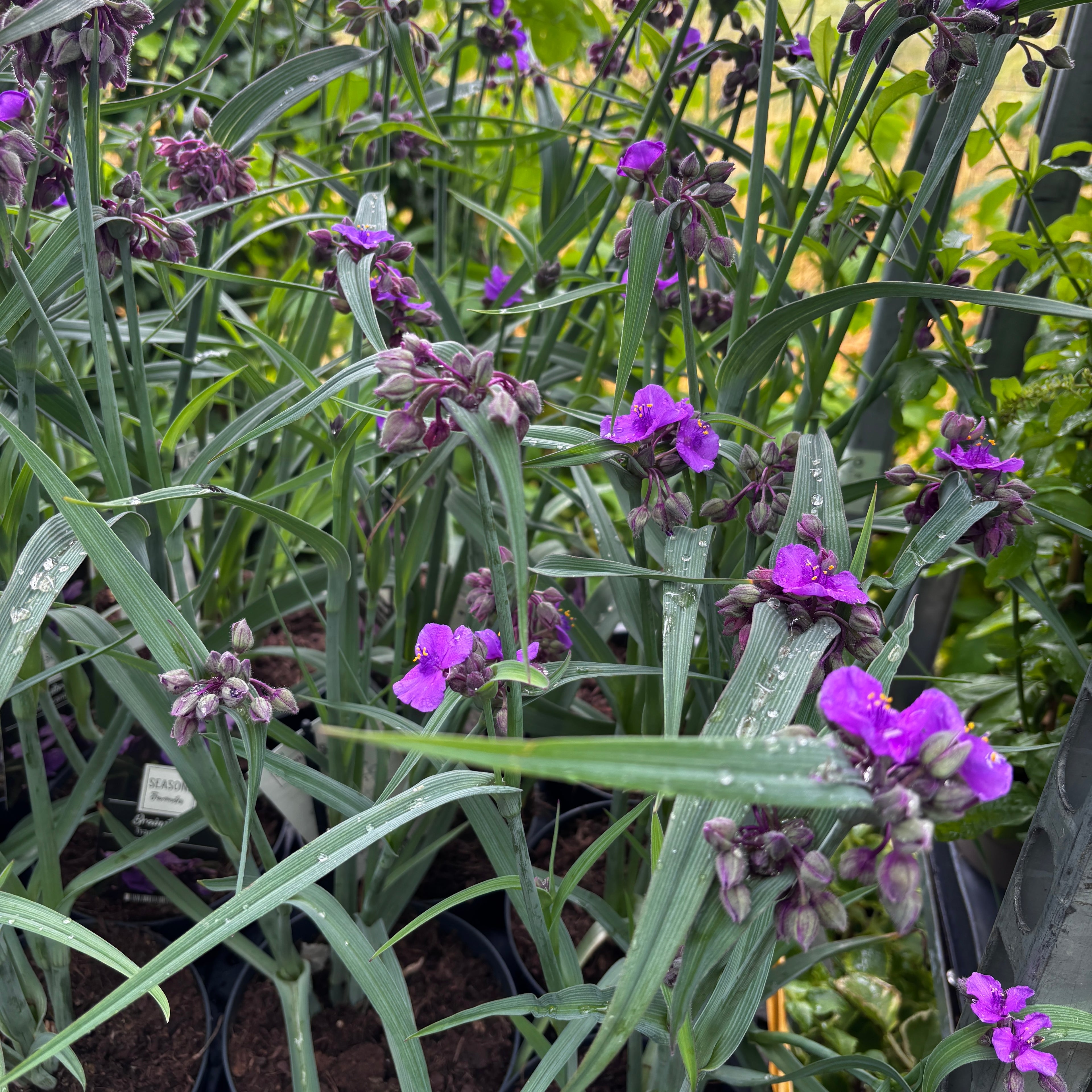 Tradescantia 'JS®Brainstorm' (städsegrön, trädgård)
