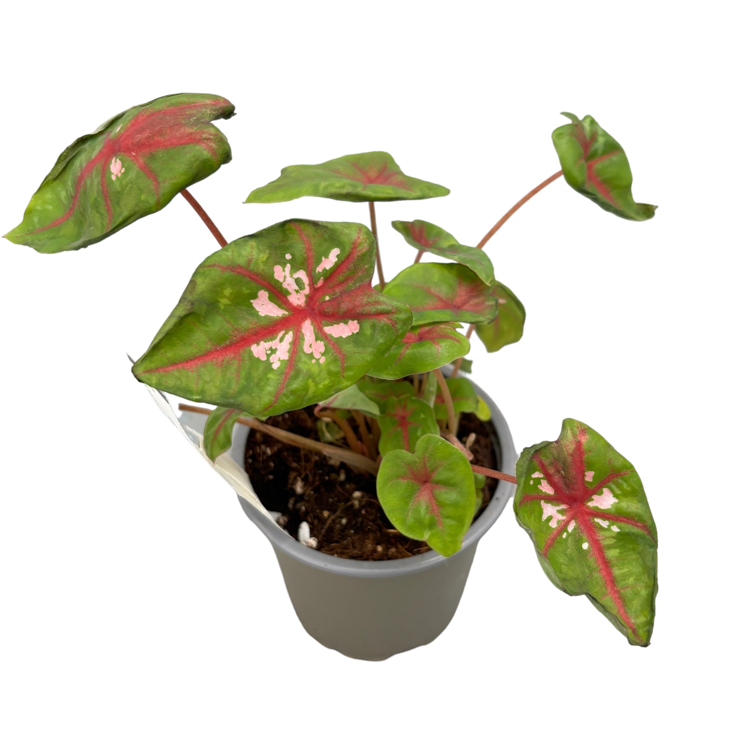 Caladium ‘Carolyn Whorton’