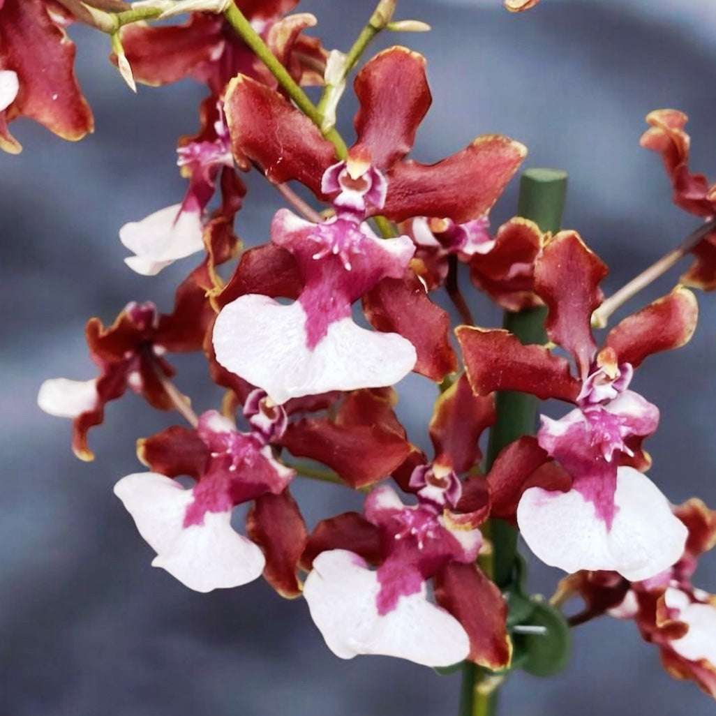 Oncidium Sharry Baby Sweet Chocolate Fragrance (intensely scented flowers)