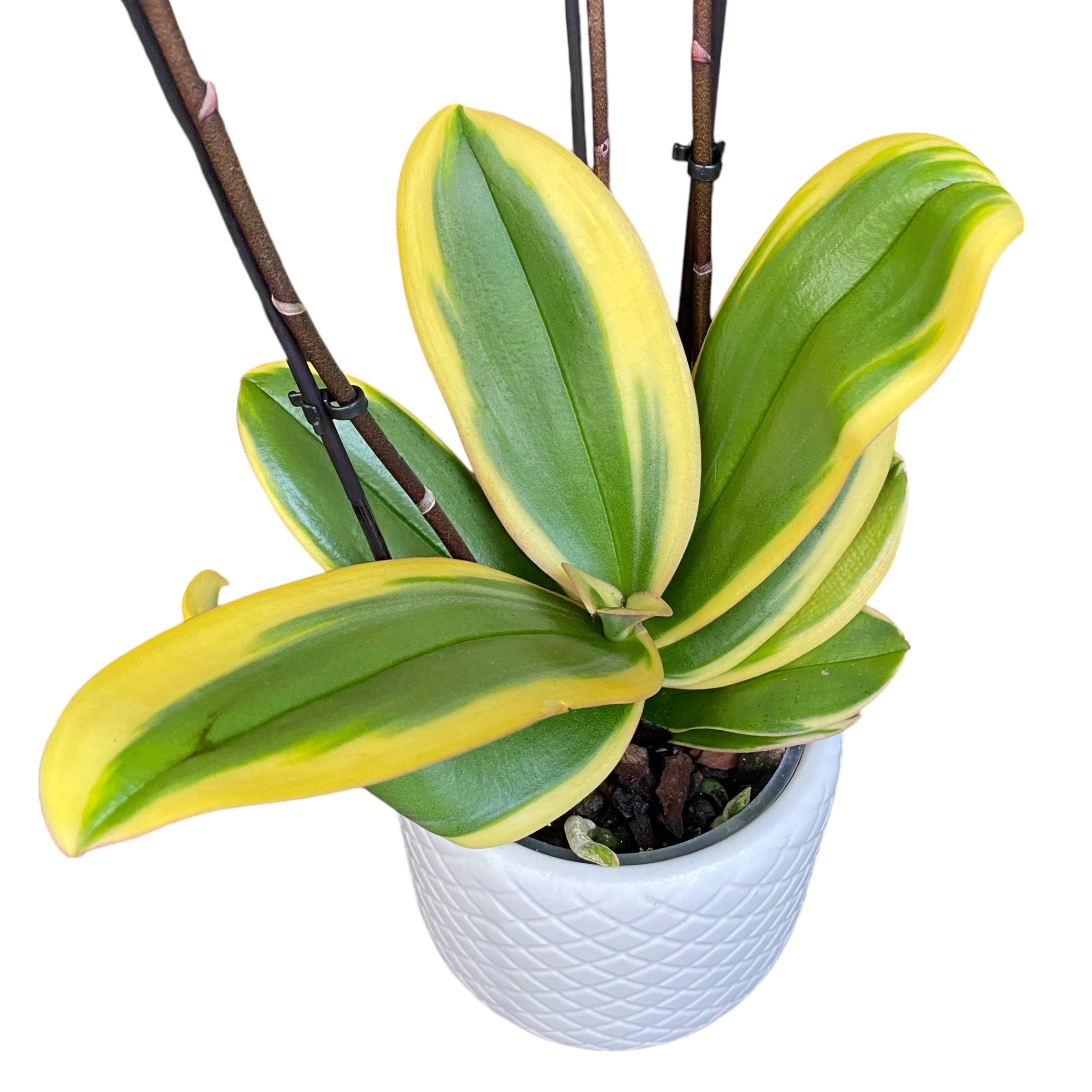 Phalaenopsis Chia E Yenlin (frunze variegate)