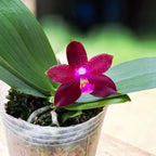 Phalaenopsis Meidarland Kaiulani 'Red Girl' - parfumata