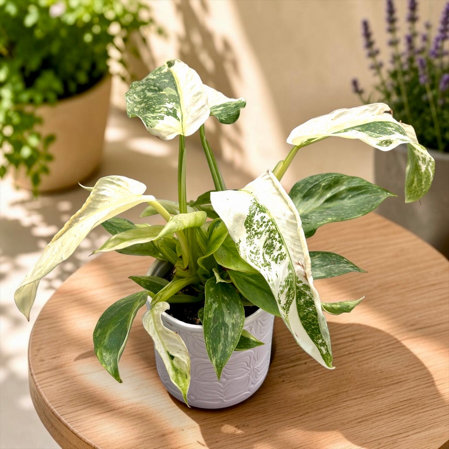 Philodendron Jose Buono (strong variegation)