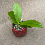 Phalaenopsis Haur Jih Fancy 'A06669'