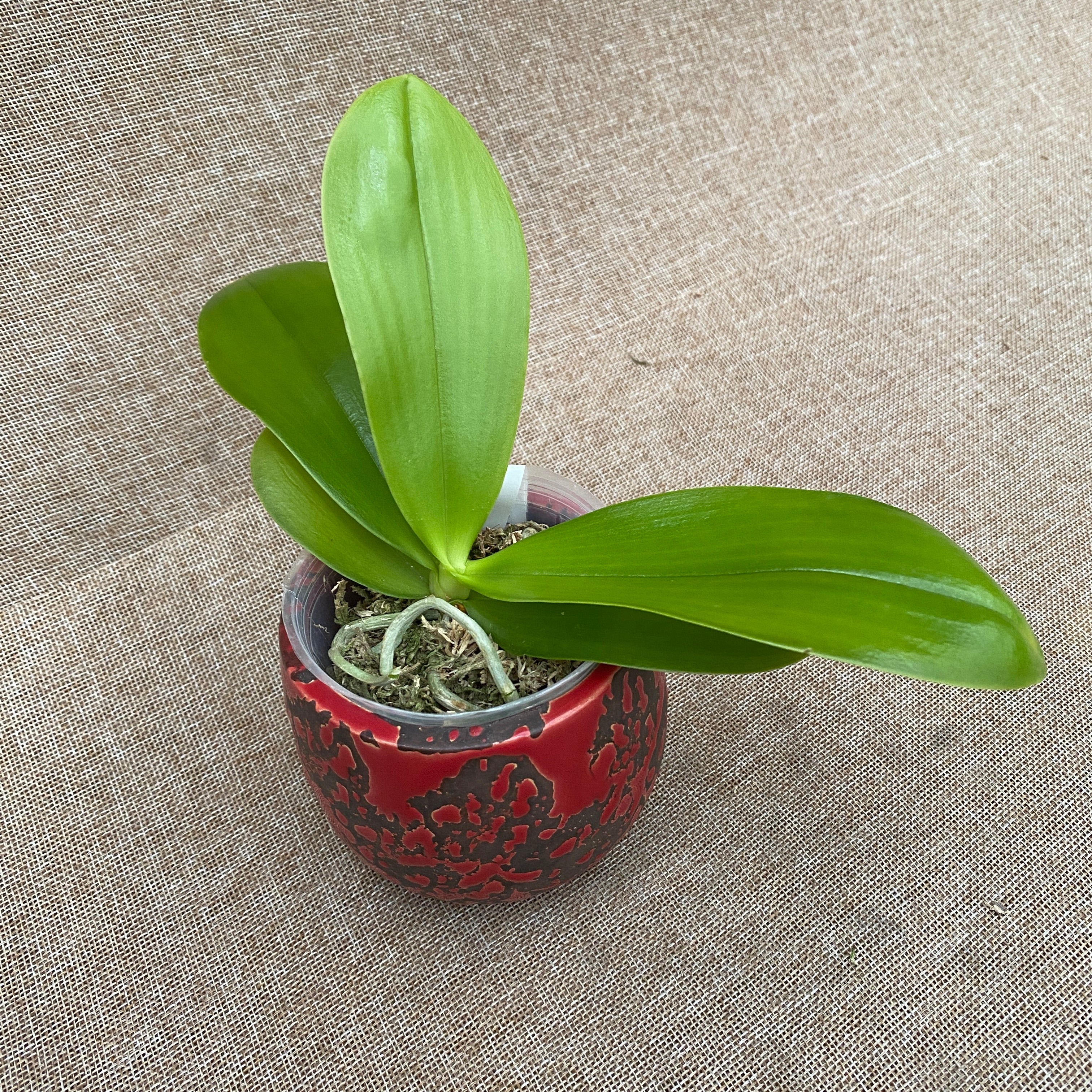 Phalaenopsis Haur Jih Fancy 'A06669'