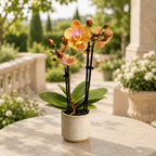Phalaenopsis Scention (Aromio Fresh, Mineral) - intensely fragrant flowers - miniature