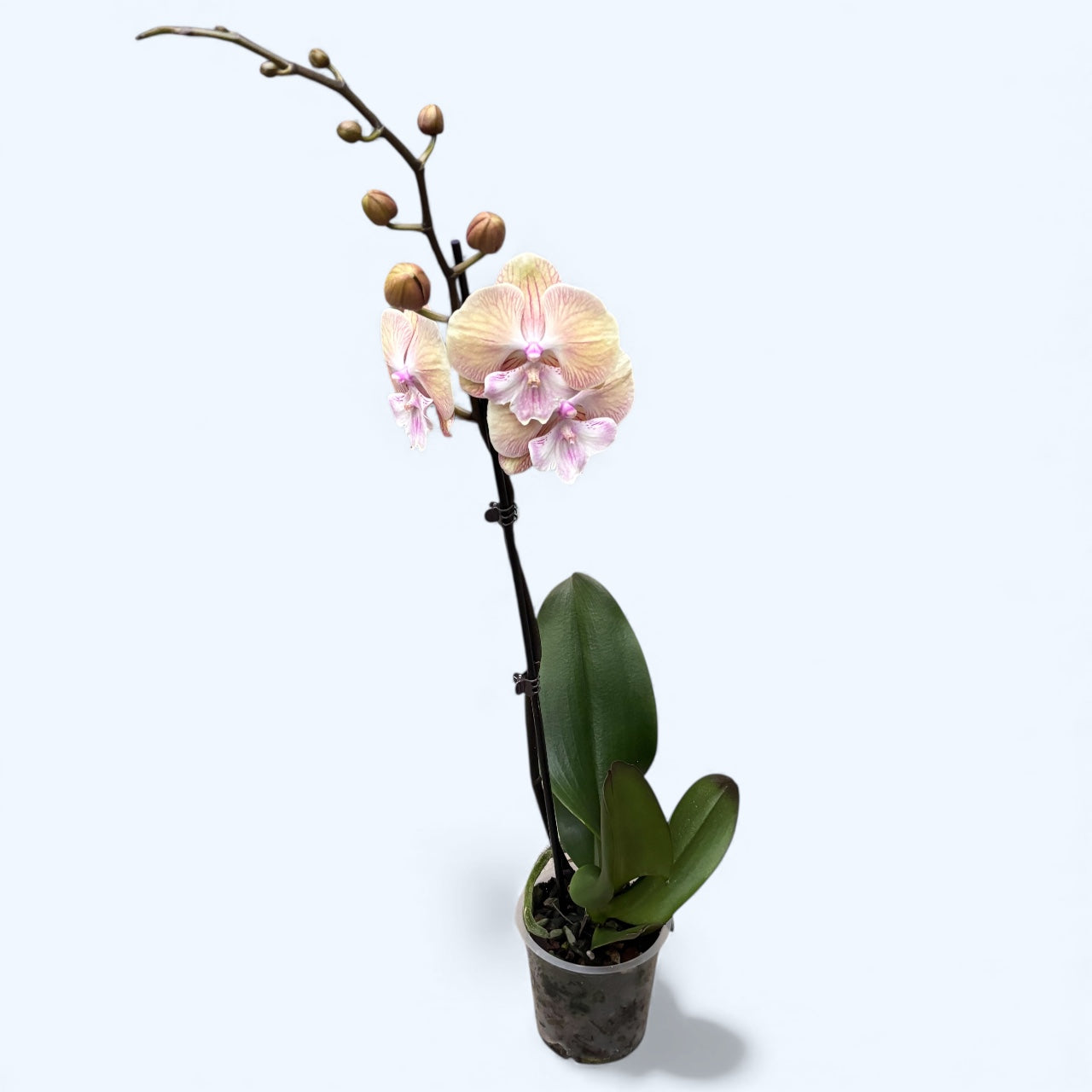 Phalaenopsis 'Echoes' big lip