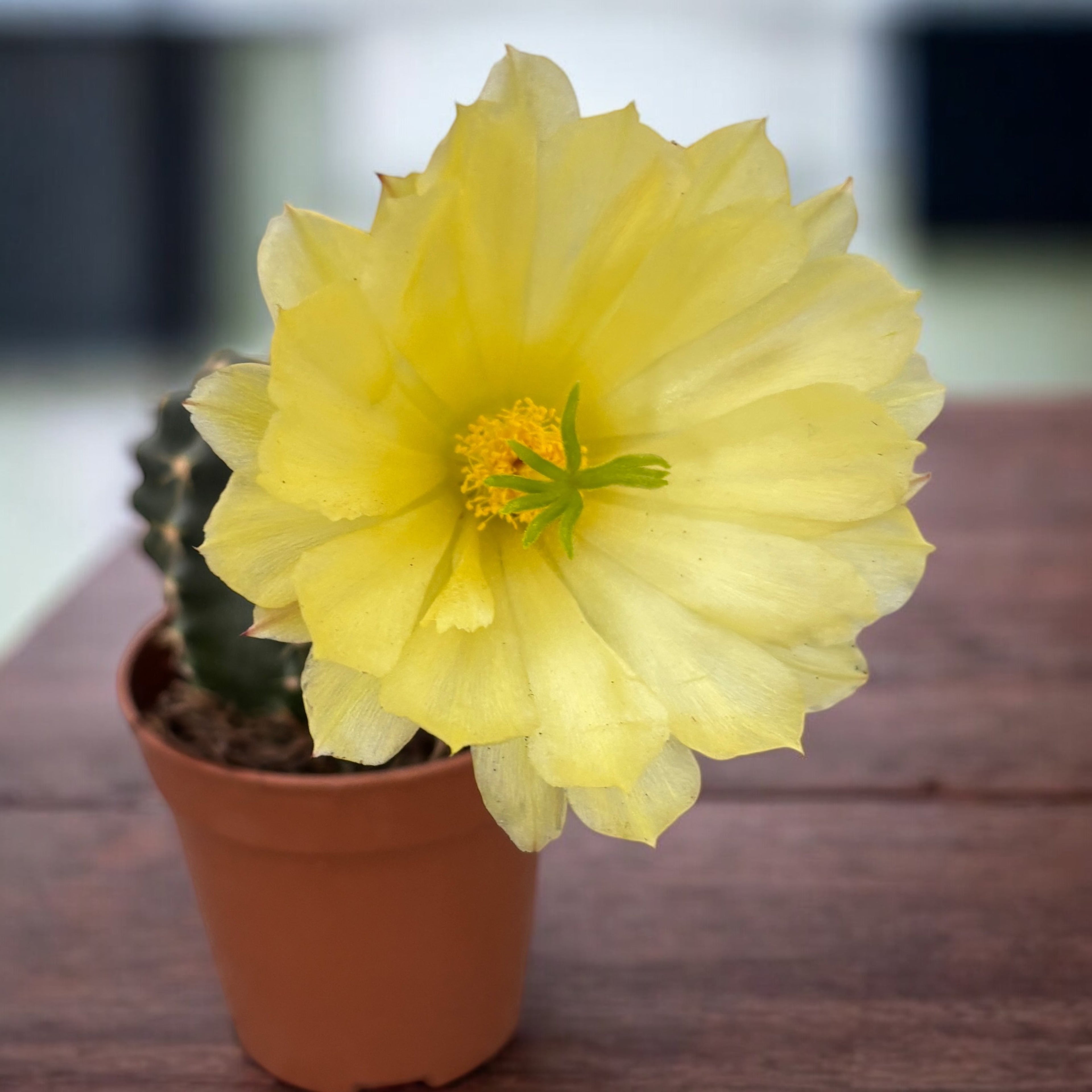 Echinocereus subinermis – Secret Garden Plant Shop
