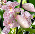 Cymbidium Enzan Knuckle 'Paulista' - spectaculos si parfumat