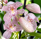 Cymbidium Enzan Knuckle 'Paulista' - spectaculos si parfumat