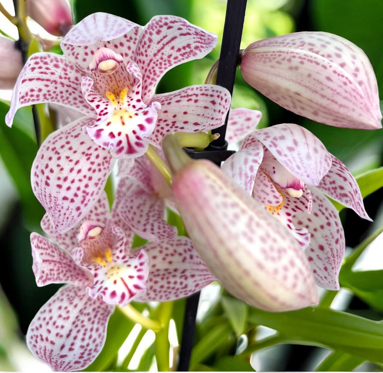 Cymbidium Enzan Knuckle 'Paulista' - spectaculos si parfumat
