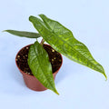 Alocasia sp. Sulawesi 'Groen Tapijt'