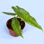 Alocasia sp. Sulawesi 'Groen Tapijt'