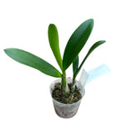 Myrmecophila thomsoniana (Laelia thomsoniana)