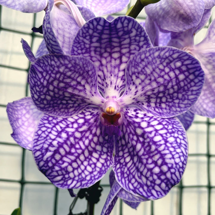 Vanda Kanchana Indigo (Ansu)