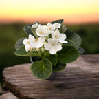 Сейнтпаулия Инова Спектра Фриз - Бели африкански теменужки