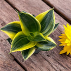 Sansevieria Hahnii 'Flaming'