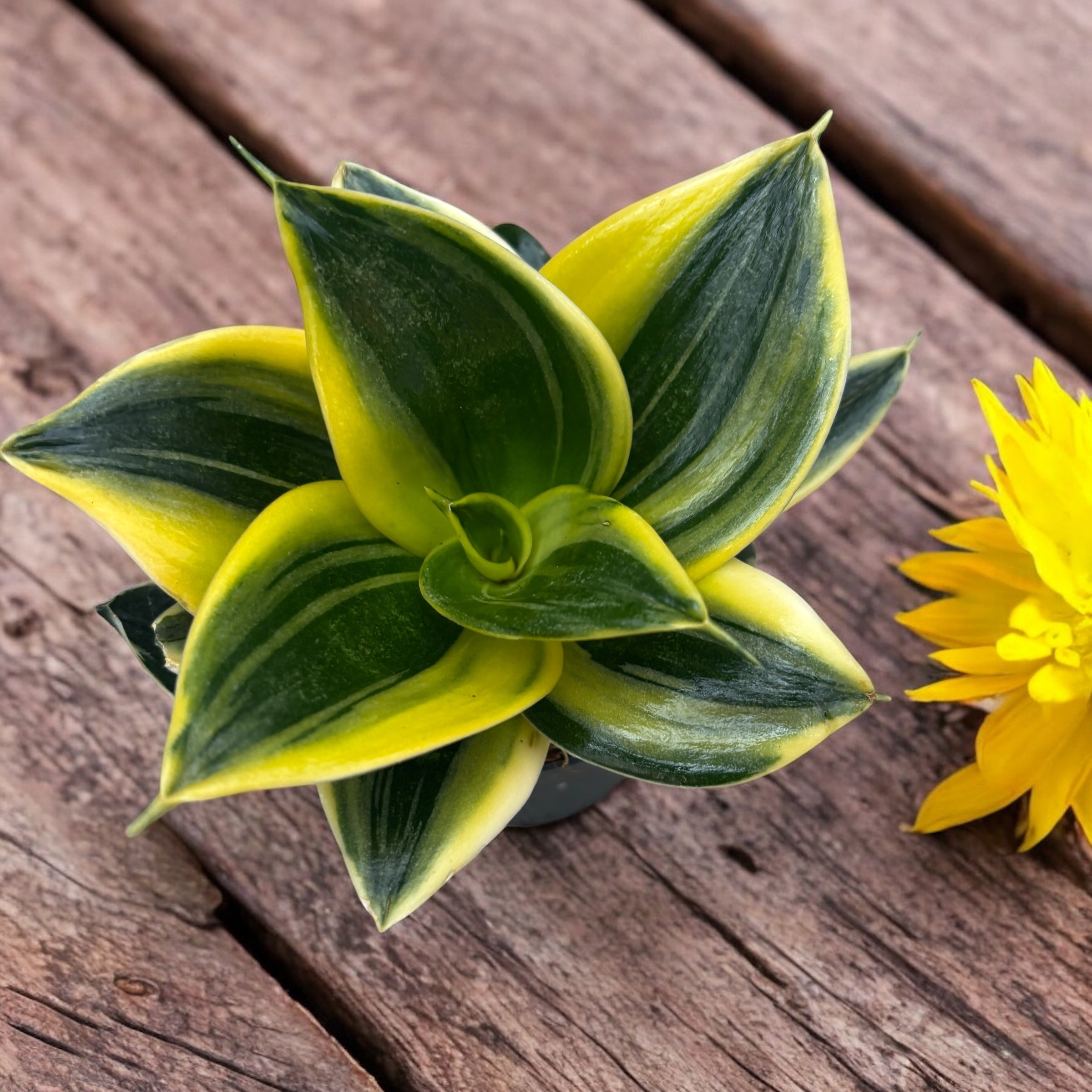 Sansevieria Hahnii 'Flaming'