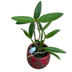 Cattleya forbesii *parfumata