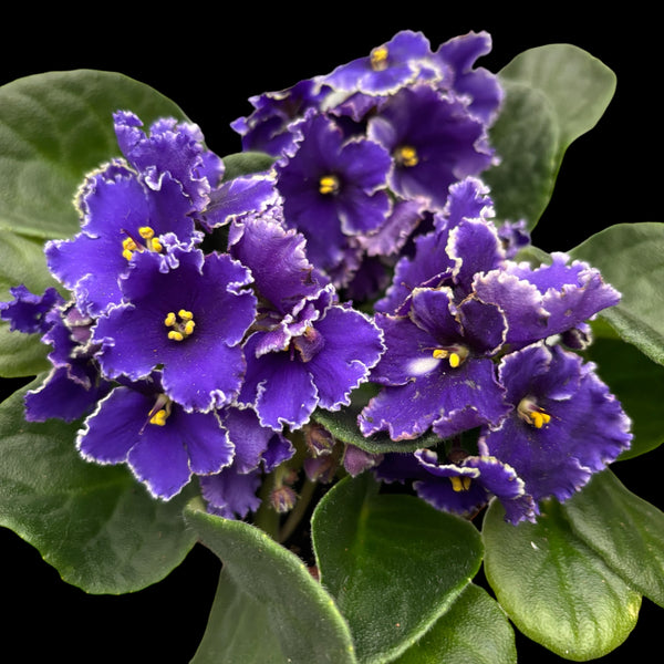 Saintpaulia Hawaii - chalk violets