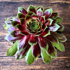 Sempervivum ‘Chick Charms Gold Crown' - planta urechelnita aurie, decorativa si rezistenta