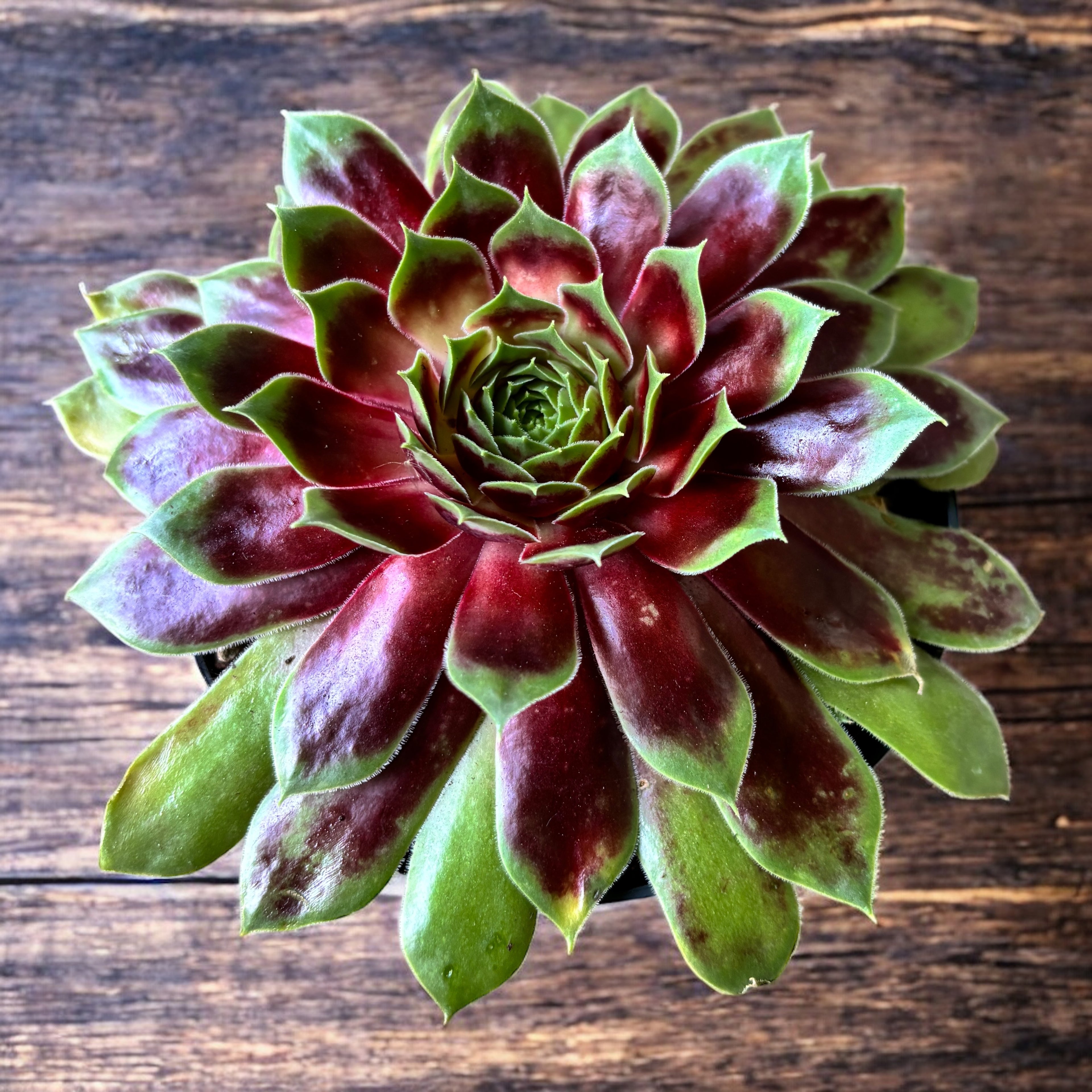 Sempervivum ‘Chick Charms Gold Crown' - planta urechelnita aurie, decorativa si rezistenta