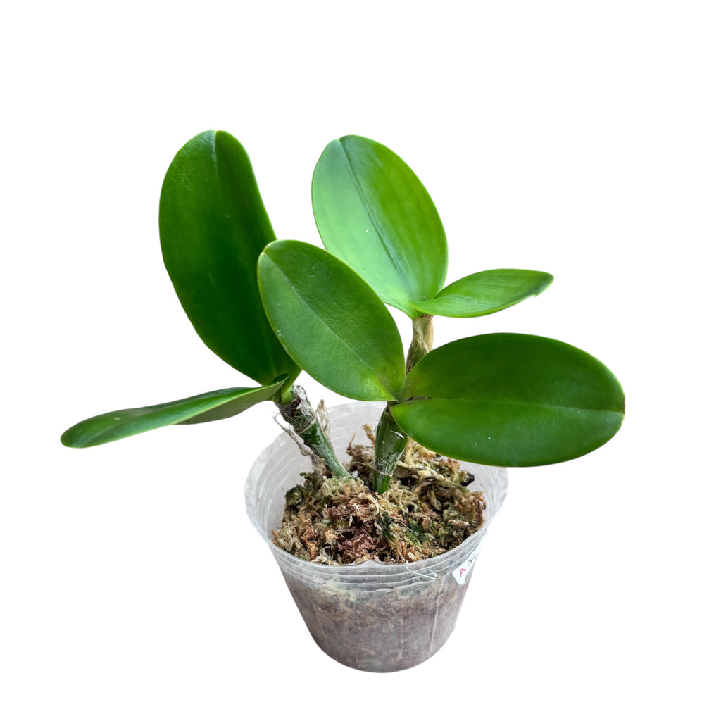 Cattleya violacea var. alba duftend