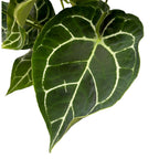Anthurium crystallinum D12 - kifejlett példányok
