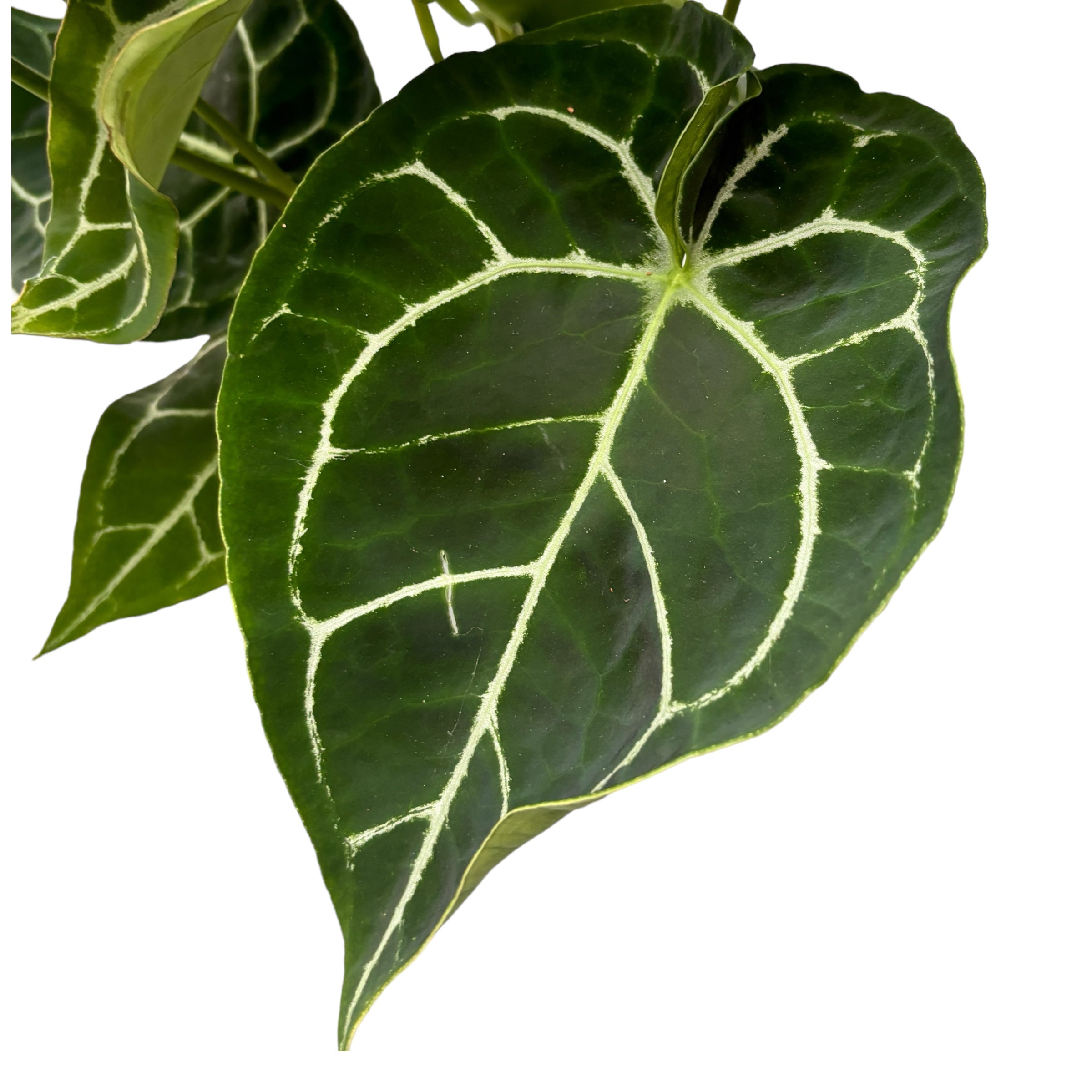 Anthurium crystallinum D12 - exemplare dezvoltate