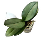 Phalaenopsis Purple Gem 'Miki Leopard' (Silver Leaves)