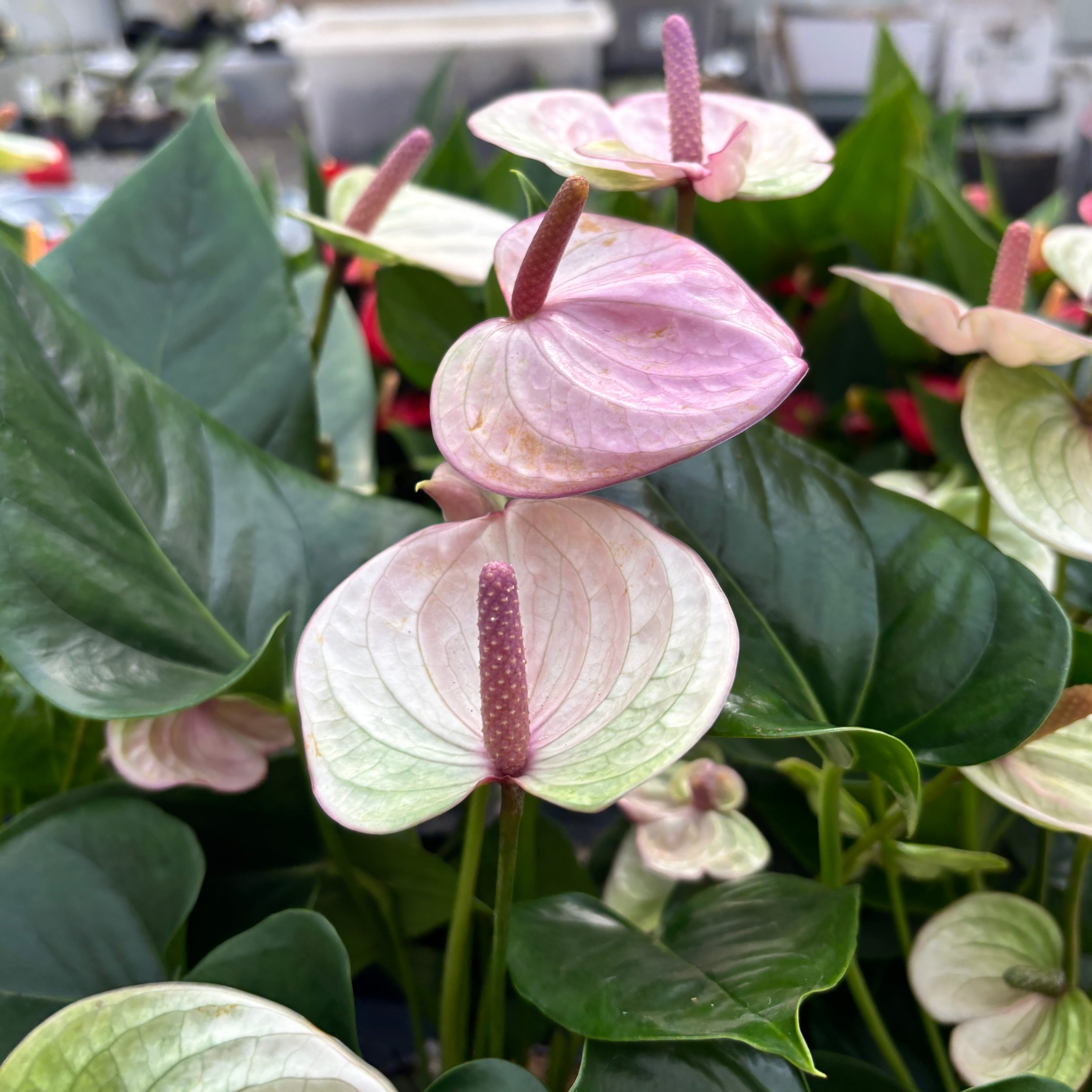 Anthurium ‘Laguna’ – eleganta tropicala cu flori violet