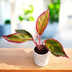 Aglaonema ‘Crete Flame’ (Rotes Feuer) – spektakuläres Laub in intensiven Rot- und Grüntönen
