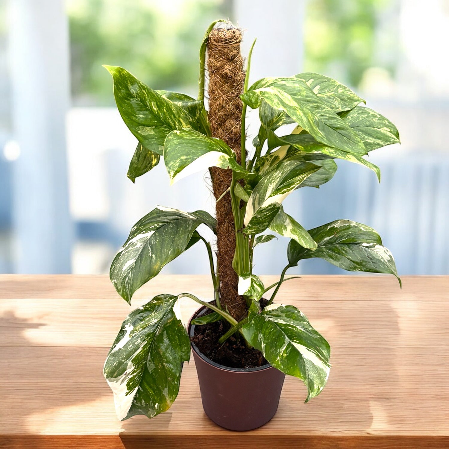 Monstera lechleriana 'Variegata' – Secret Garden Plant Shop