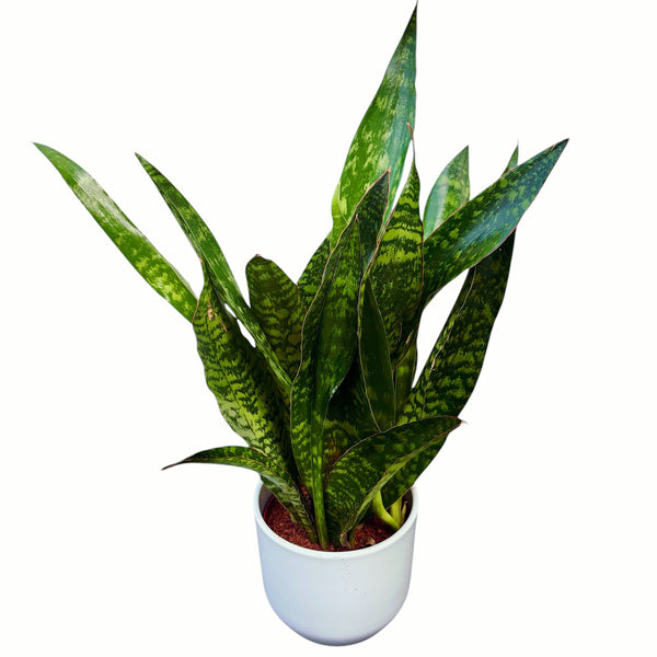 Sansevieria 'Aubrytiana Jaboa'