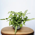 Pteris cretica 'Albolineata' - feriga cu aspect exotic