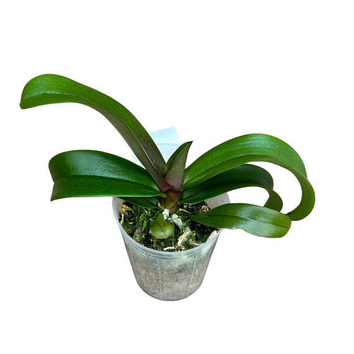 Vandaenopsis Irene Dobkin 'Elmhurst' HCC/AOS