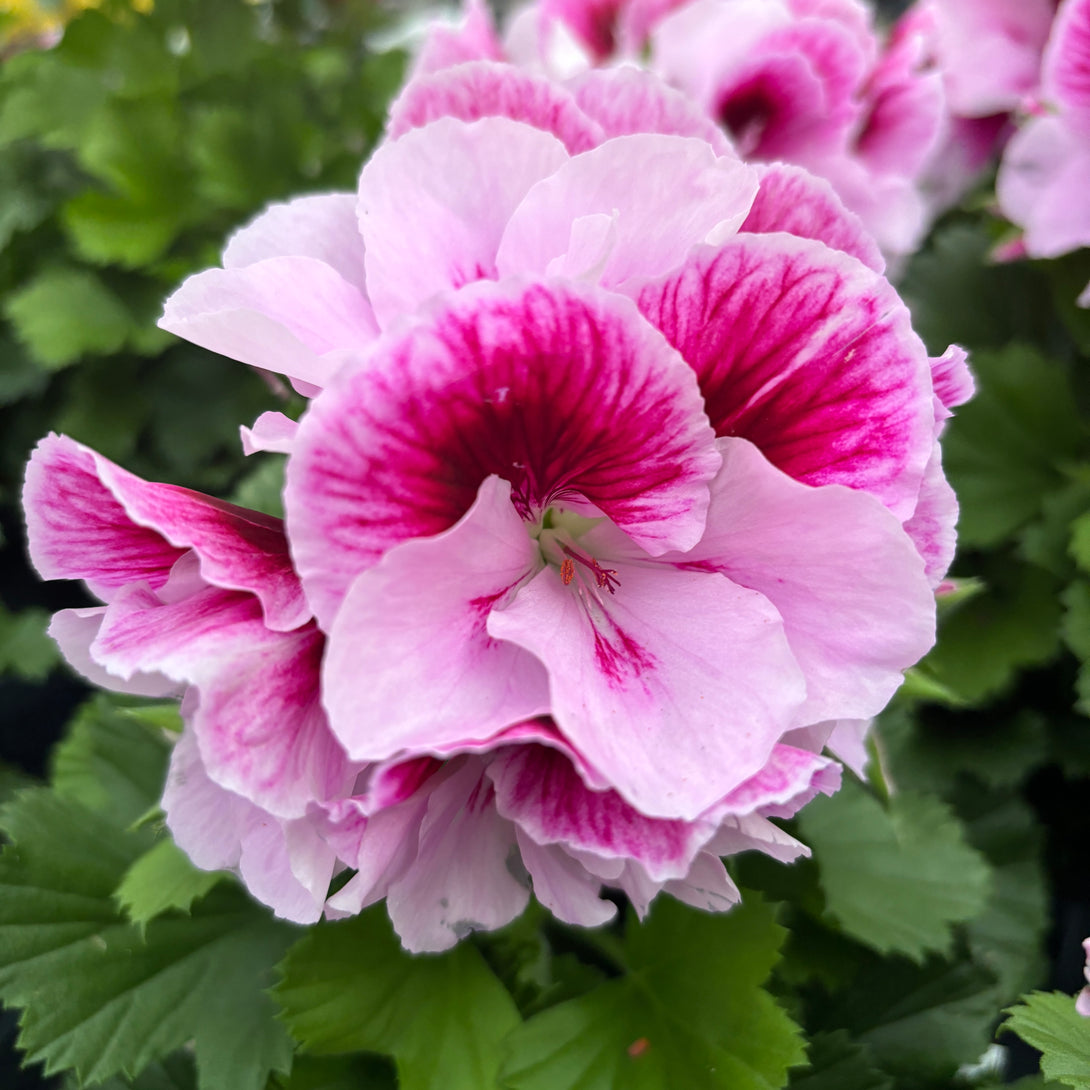 Pelargonium grandiflorum 'Don Quinto'