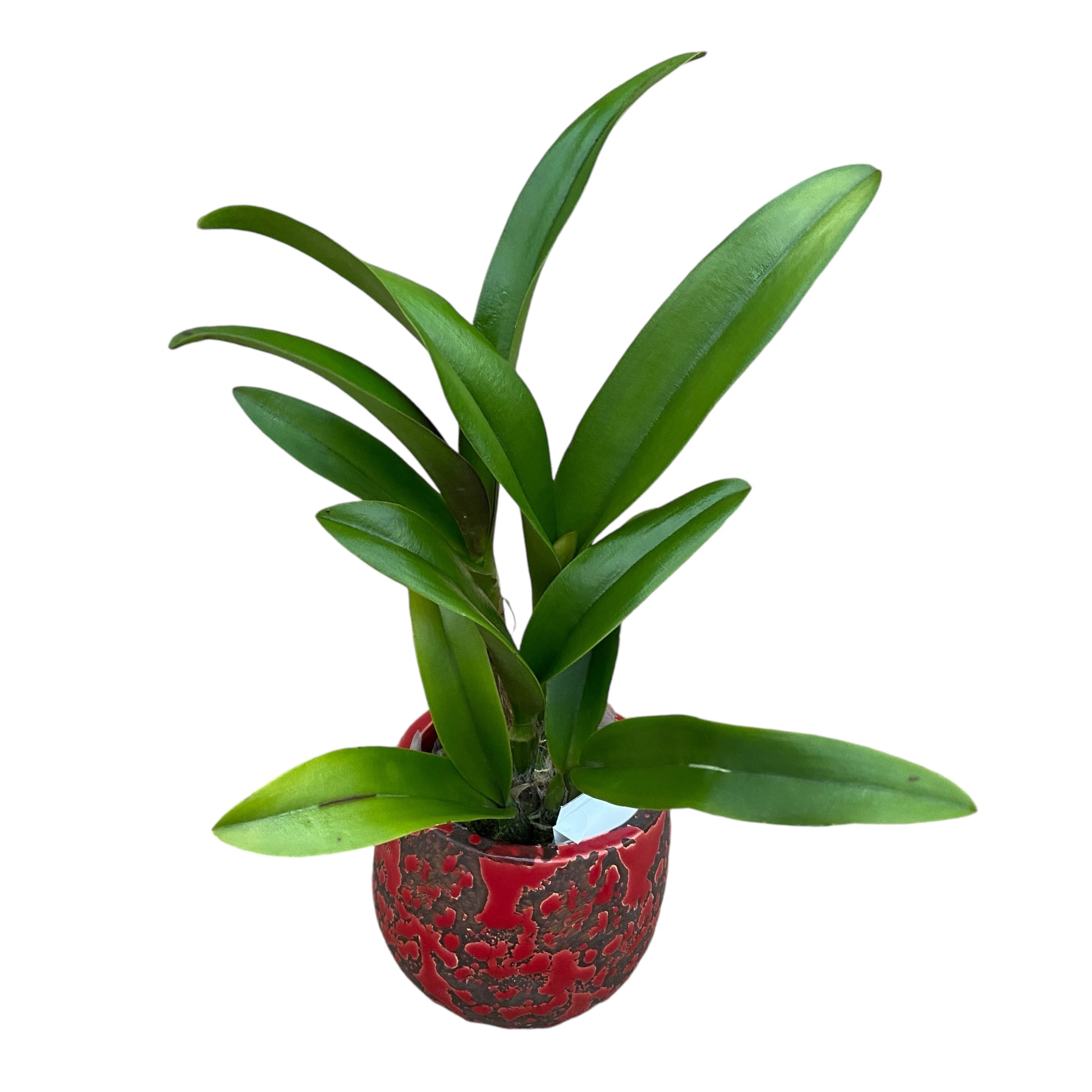 Ryc. Taiwan Firecracker 'Popcorn'