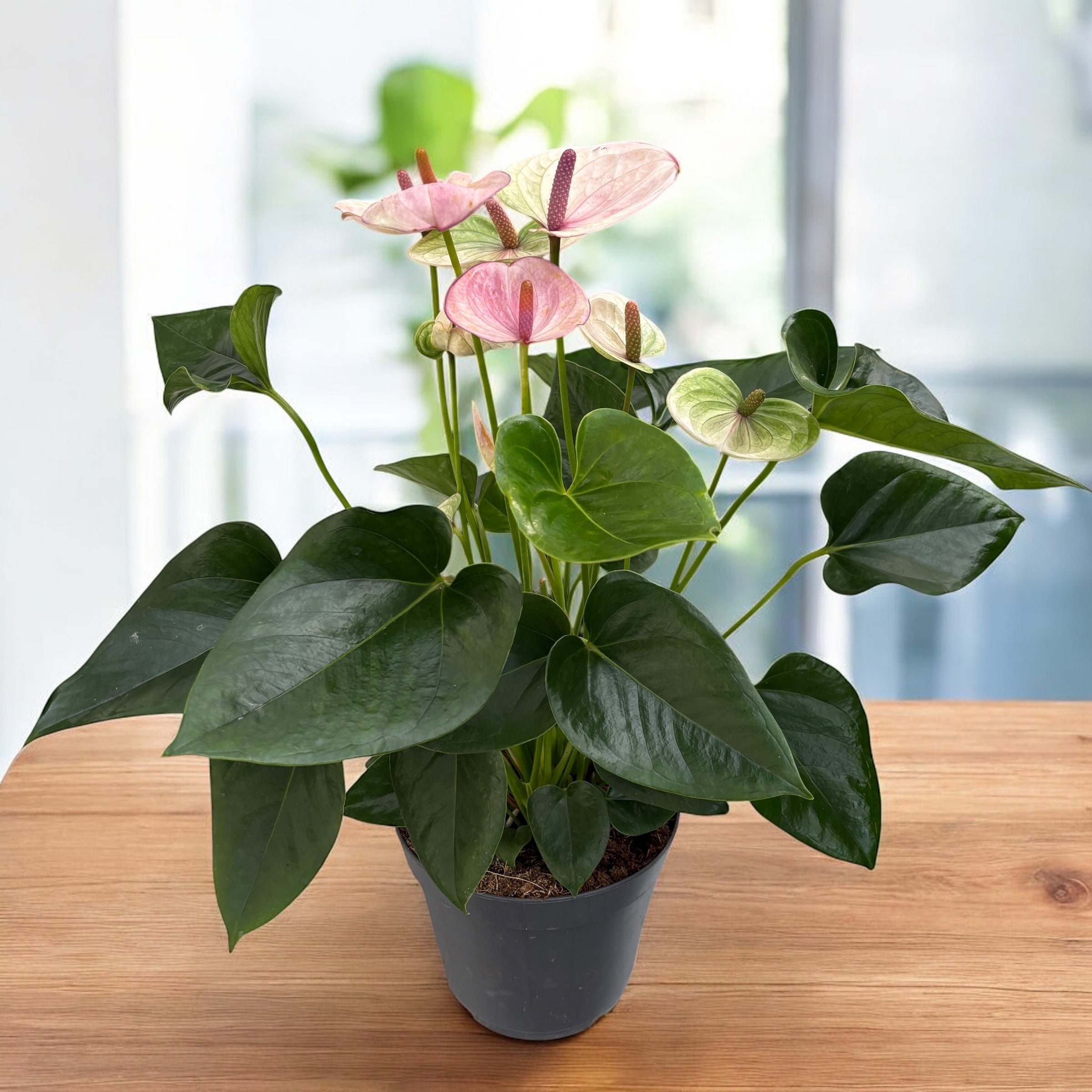 Anthurium ‘Laguna’ – eleganta tropicala cu flori violet