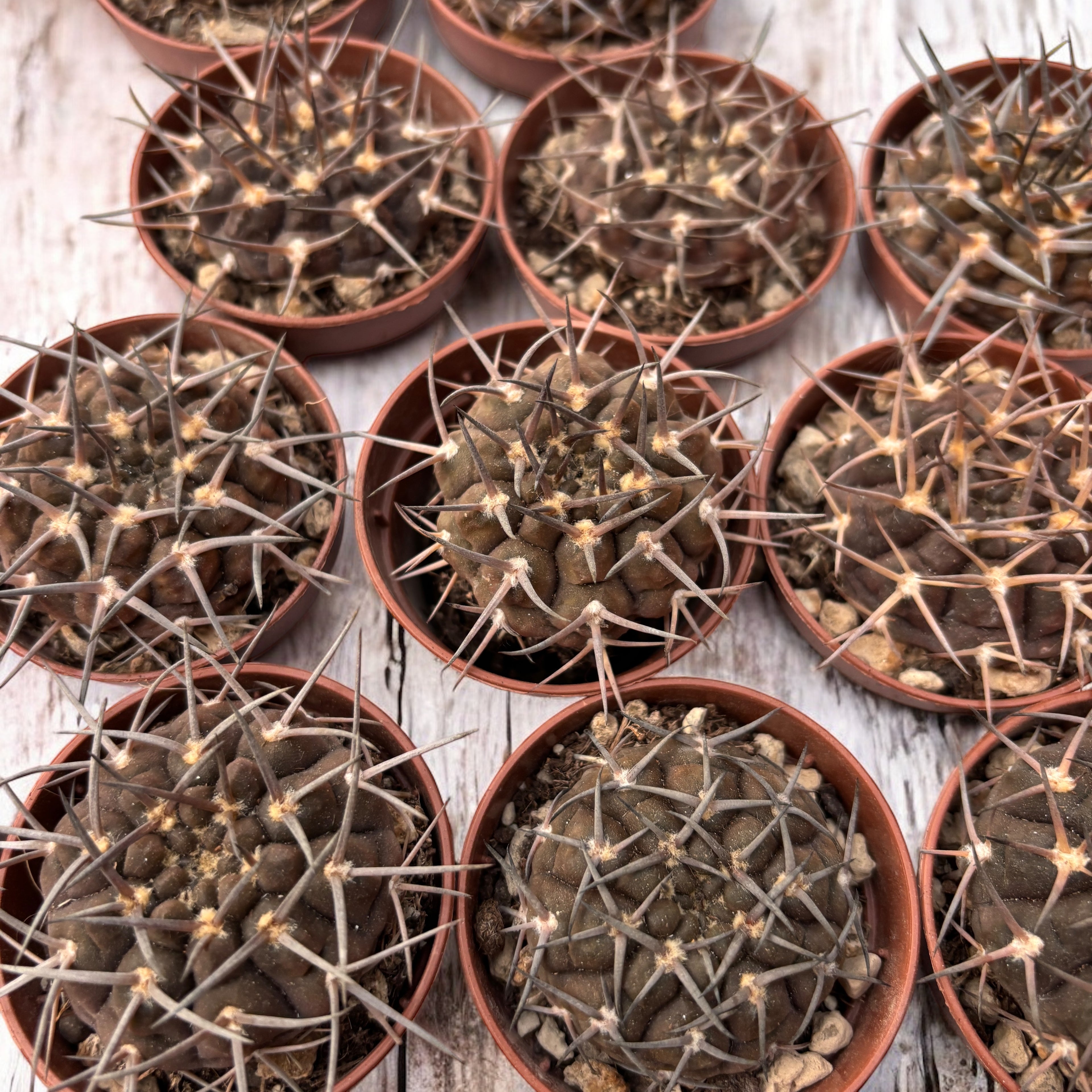 Gymnocalycium Borthii Nogolense