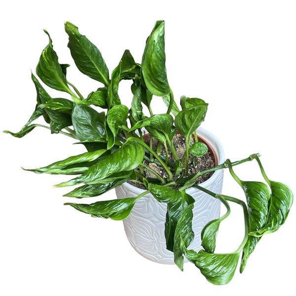 Epipremnum aureum 'Shangri La' (Pothos Godzilla) - 3-4 plants/pot
