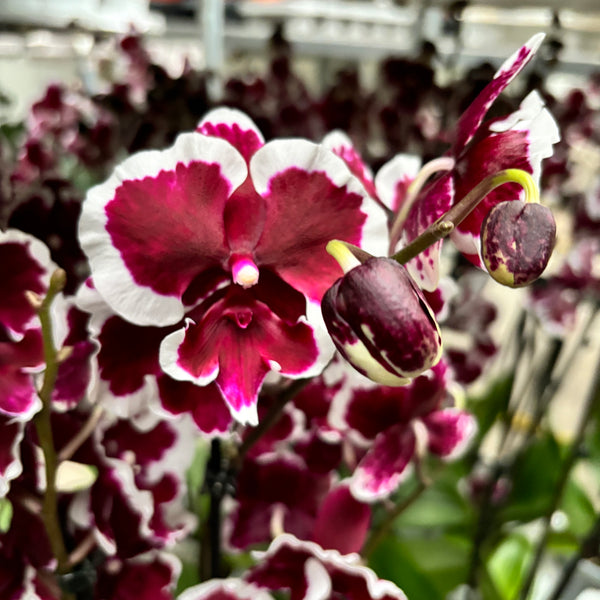 Phalaenopsis Fusheng Black Peacock 'Panda'