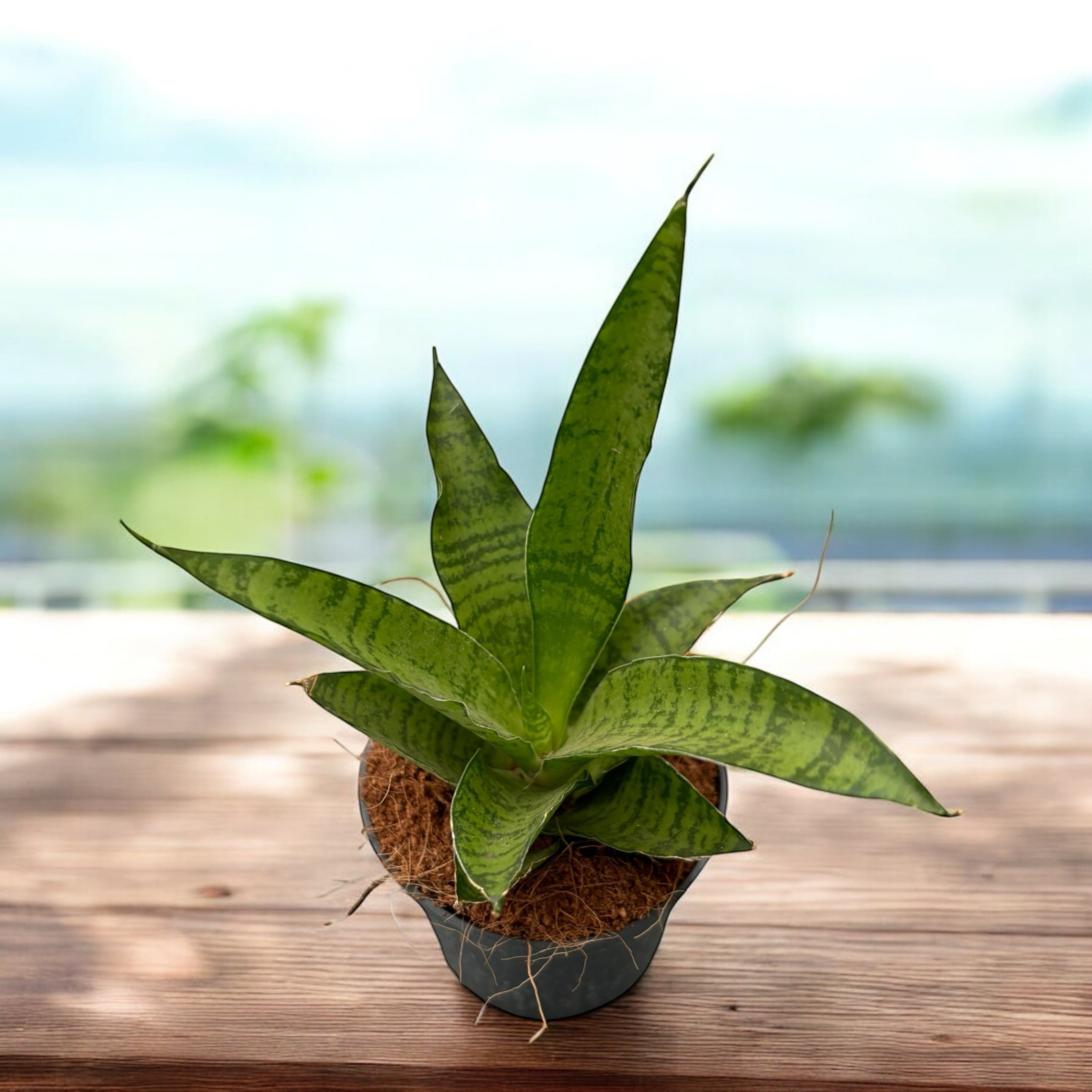 sansevieria enana Sansevieria 'Enana Compacta' – Secret Garden Plant Shop