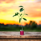 Hoya coriacea - exemplare dezvoltate