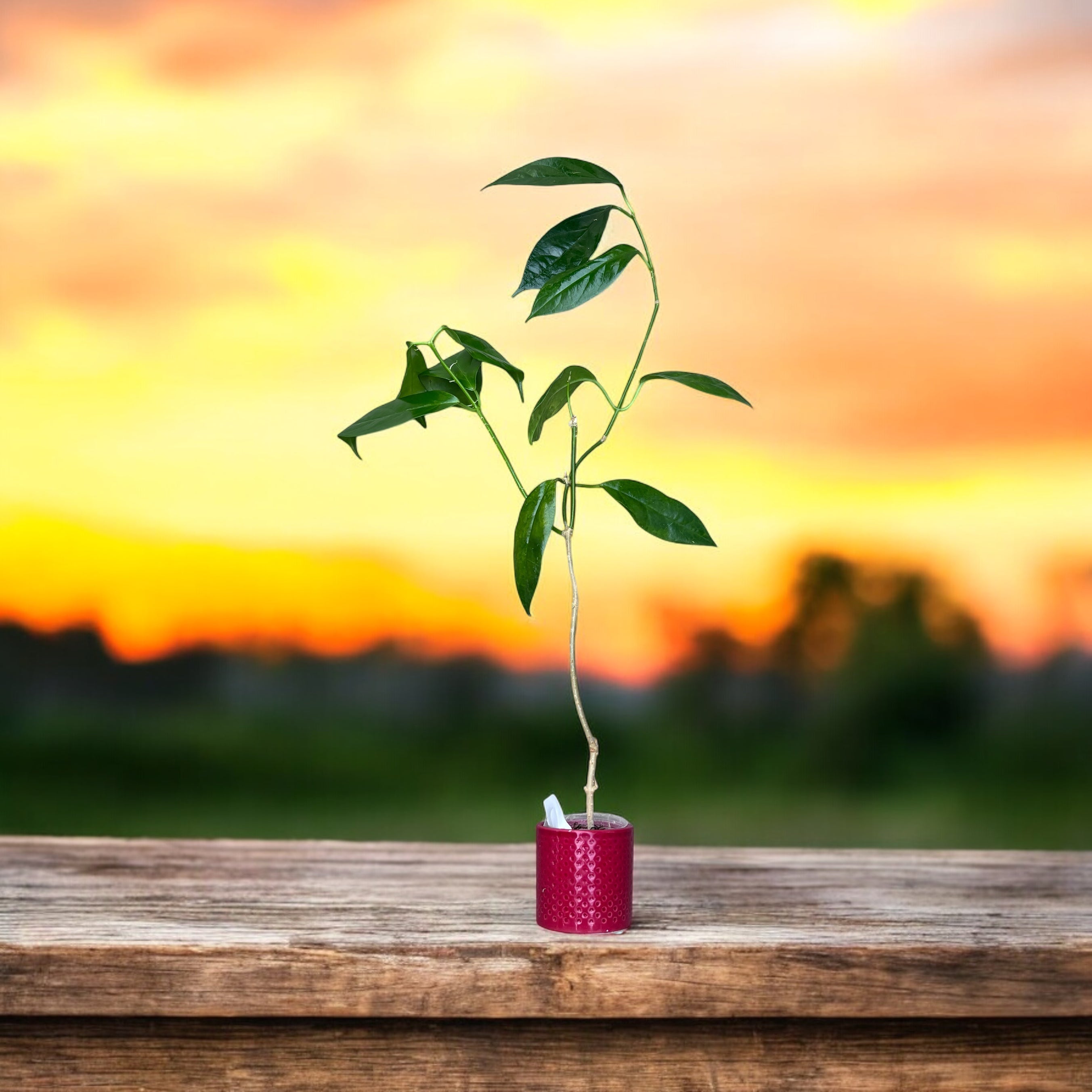 Hoya coriacea - exemplare dezvoltate