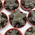 Haworthia pygmaea – Miniatur-Haworthie mit durchscheinenden Blättern