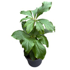 Helleborus orientalis 'Double Ellen Pink' (Dupla rózsaszín virágú spanz)