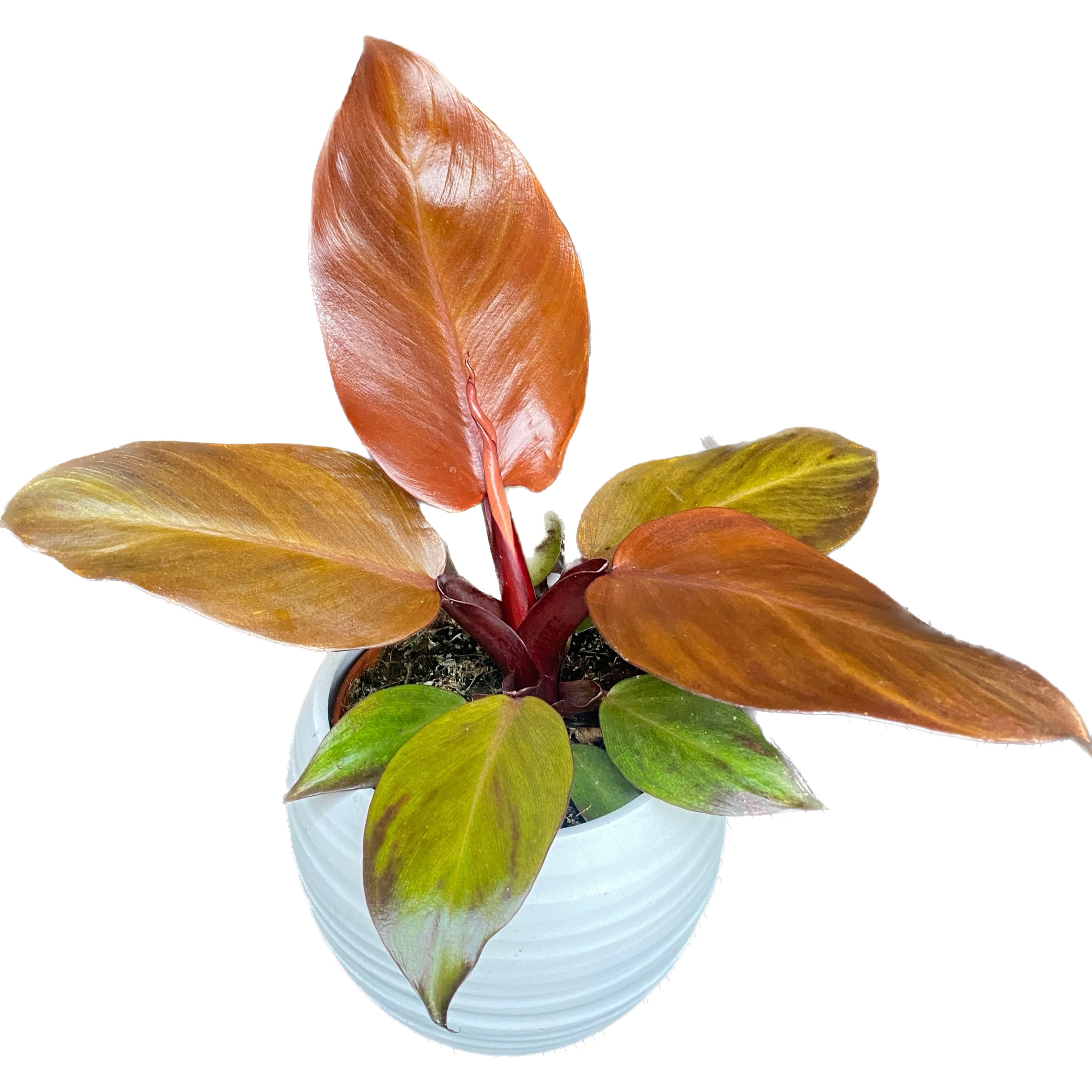 Philodendron McColley's Finale