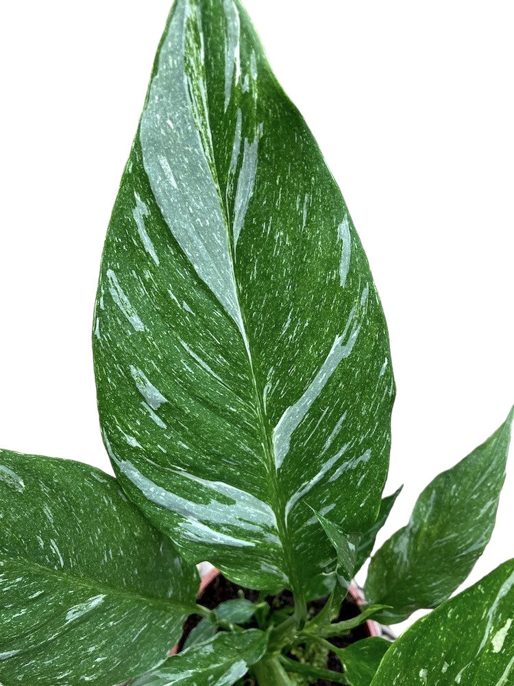 Spathiphyllum 'Diamond Variegata' - crinul pacii variegat cu frunzis marmorat