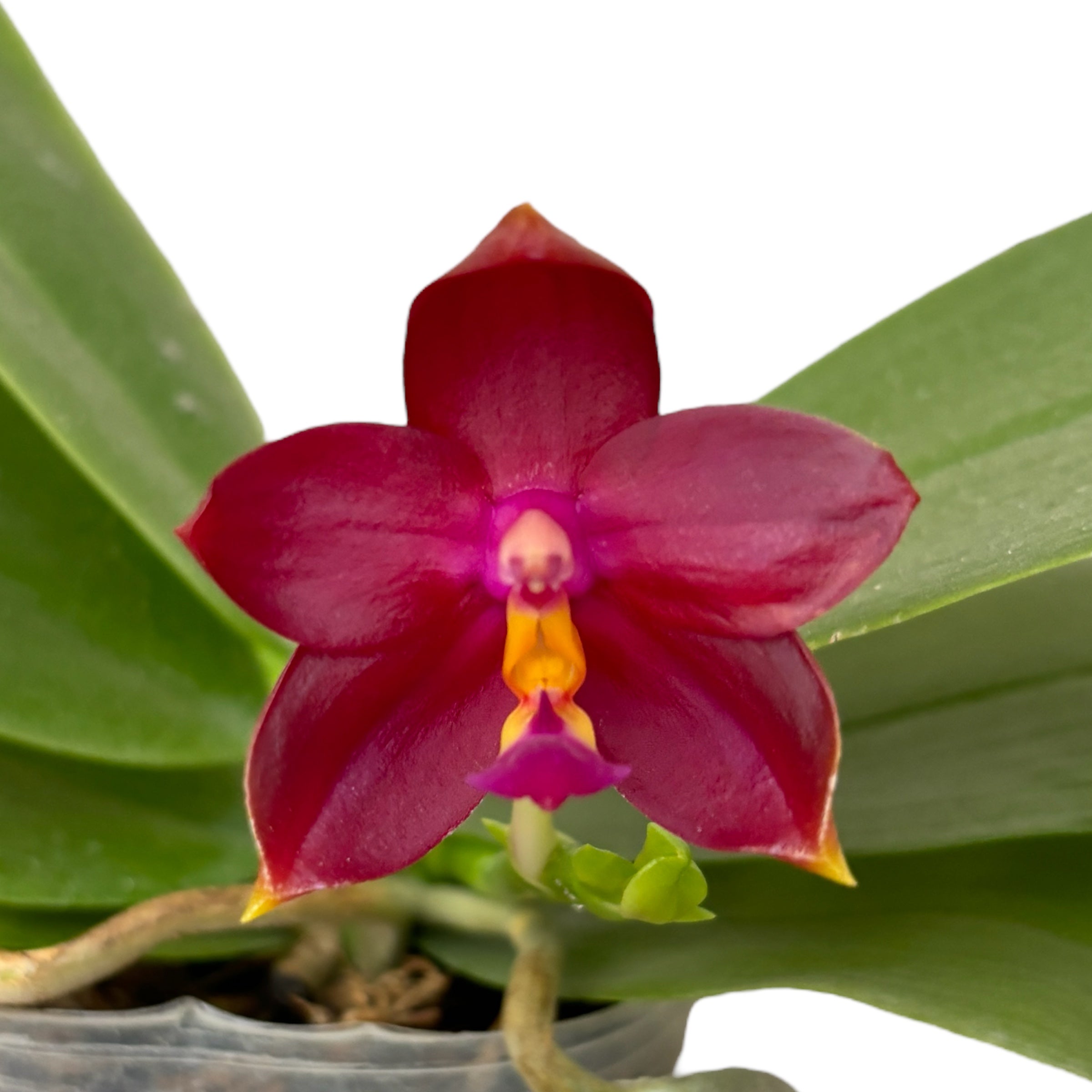 Phalaenopsis Chang Yi Little Peppers (Phal. cornu-cervi × Hawaii Dragon Girl)